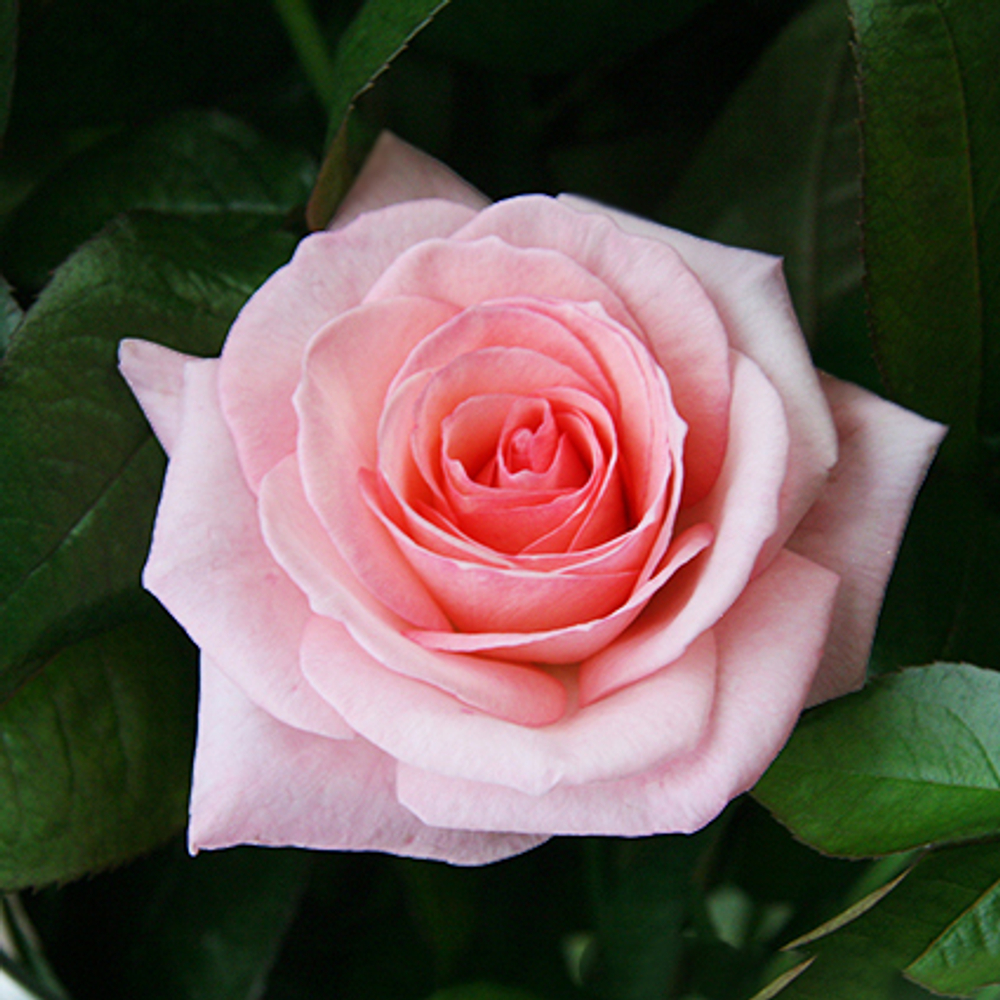 Букет 51 пионовидная роза Pink O'Hara