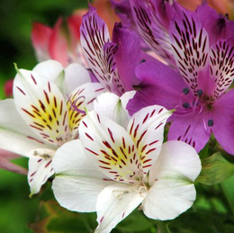 Букеты с альстромериями