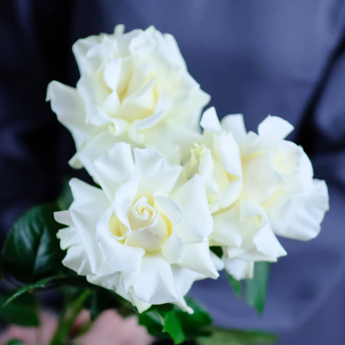 Купить Розы французские белые от 9шт