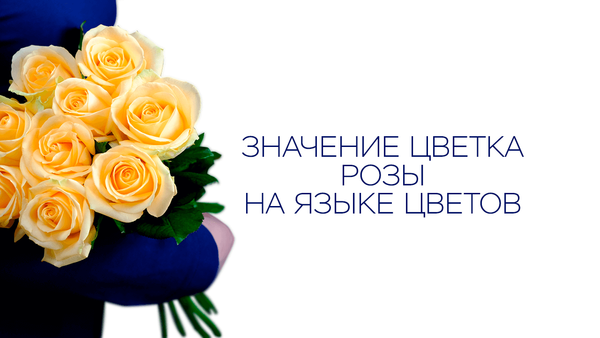 Значение цветка розы на языке цветов Значение цветка розы на языке цветов