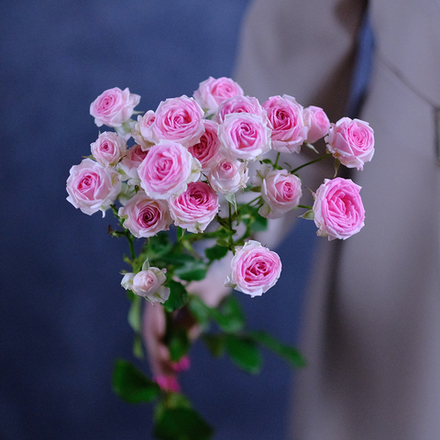 Розы кустовые пионовидные Kate Lynn