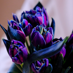 Букет 51 пионовидный тюльпан Columbus Color #812_1