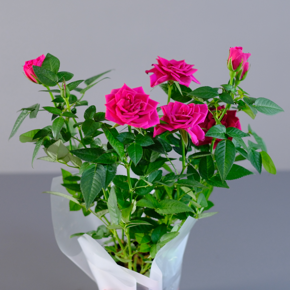 Роза "Кордана" фуксия