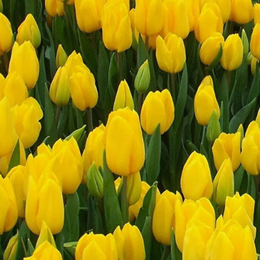 Тюльпан желтый, банч