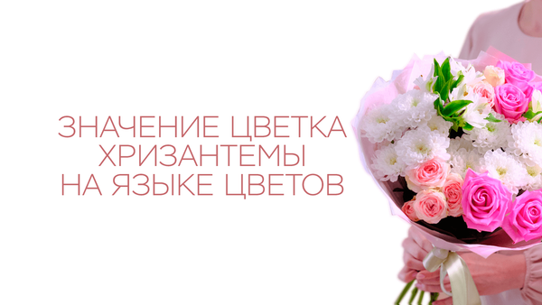 Значение цветка хризантемы на языке цветов
