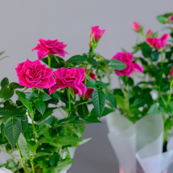 Роза "Кордана" фуксия
