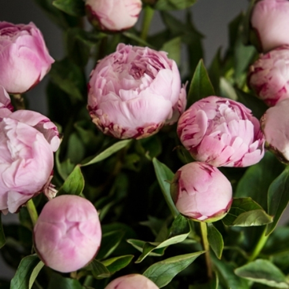 Букет розовых пионов "Грациозность"