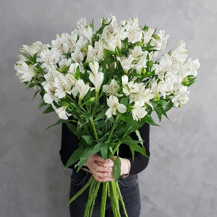 Альстромерия белая, банч