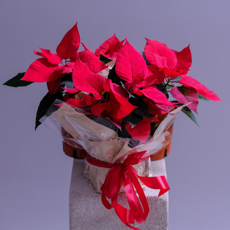 Новогодний цветок "Рождественская звезда"