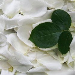 Розы пионовидные White O’Hara от 9шт