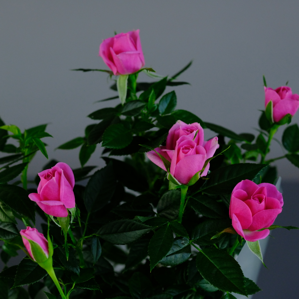 Роза "Кордана" розовая