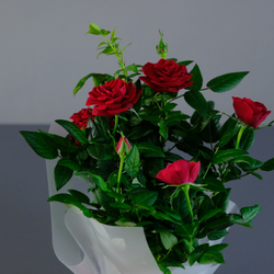 Роза "Кордана" красная