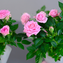 Роза "Кордана" нежно-розовая