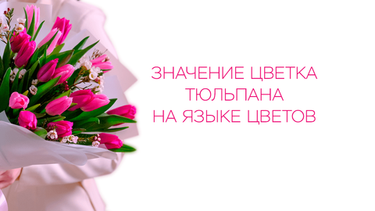 Значение цветка тюльпана на языке цветов
