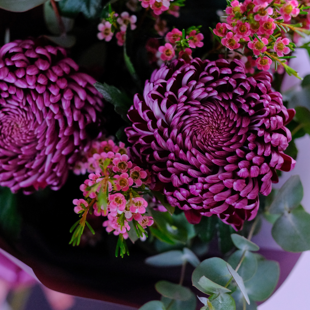 Букет-комплимент премиальных хризантем Bigoudi Purple #993