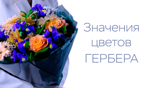 Что означают цветы герберы?