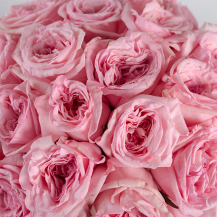 Розы пионовидные Pink O'Hara от 9шт