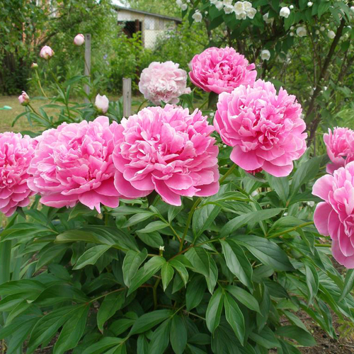 Купить Букет 29 розовых пионов "Это любовь!"