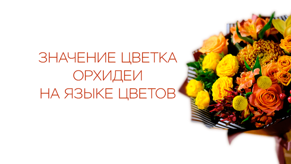 Значение цветка орхидеи на языке цветов Значение цветка орхидеи на языке цветов