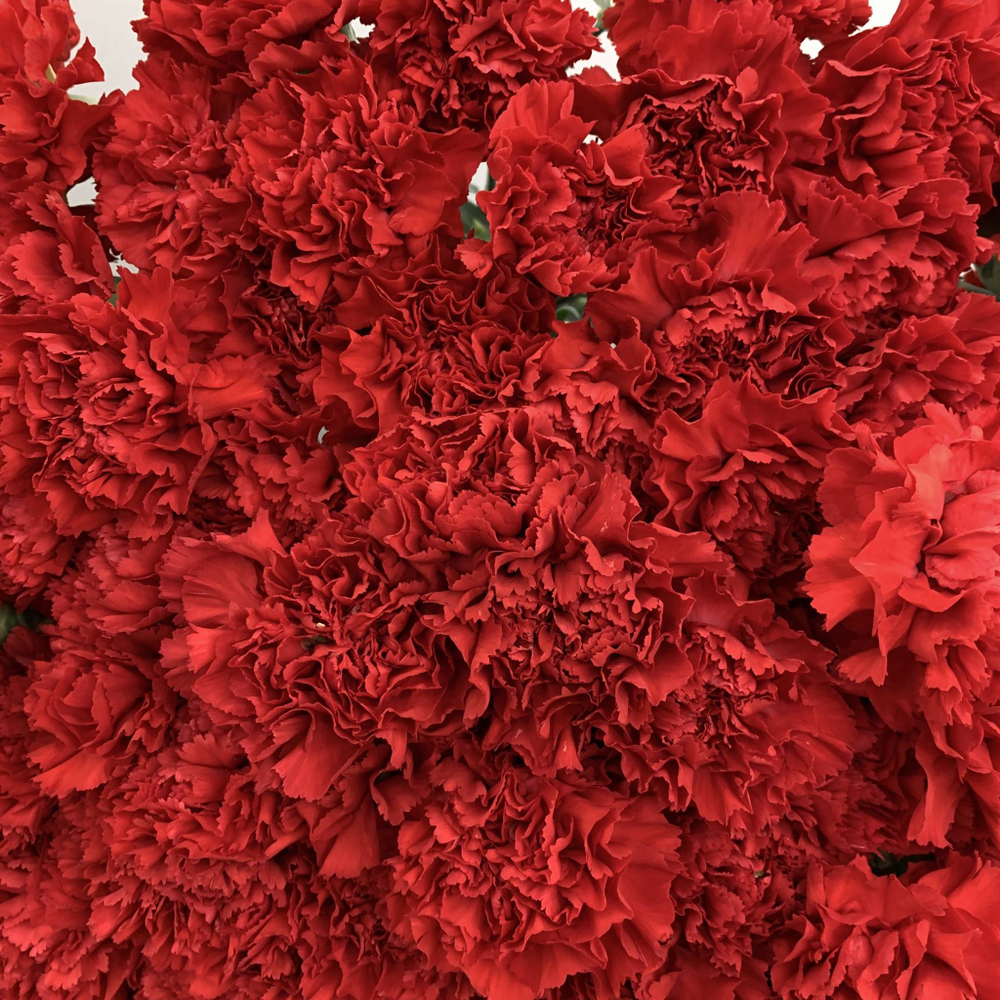 Гвоздика красная, банч