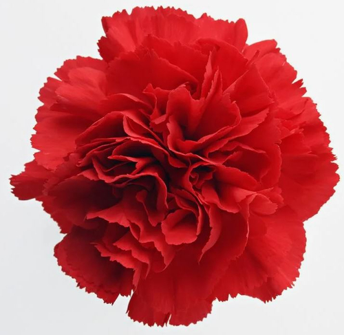 Купить Гвоздика красная, банч