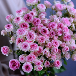 Розы кустовые пионовидные Kate Lynn