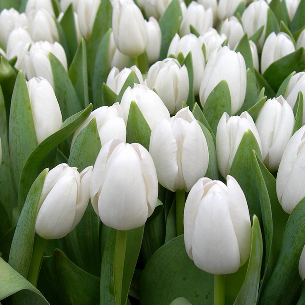 Букет 21 белый тюльпан