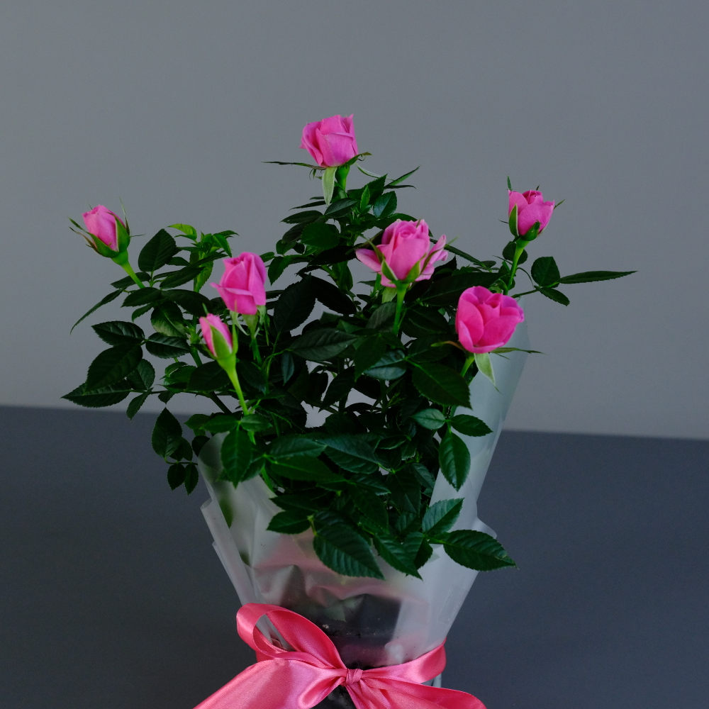 Роза "Кордана" розовая