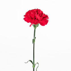 Гвоздика красная, банч