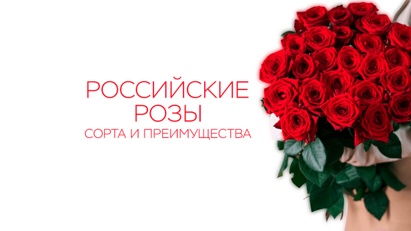 Российские розы: сорта, преимущества