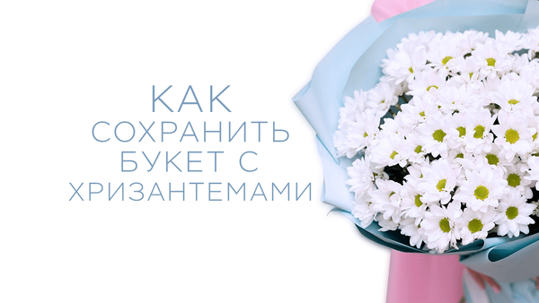 Как дольше сохранить букет хризантем?