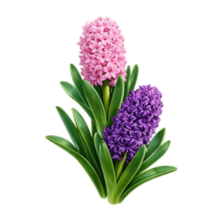 Букеты с гиацинтами