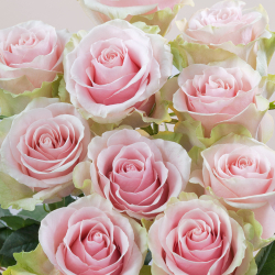 Розы розовые Frutteto от 7шт