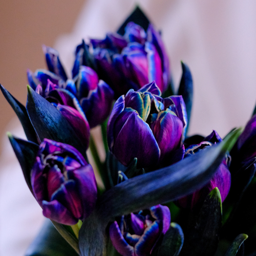 Купить Букет 15 пионовидных тюльпанов Columbus Color #809_1