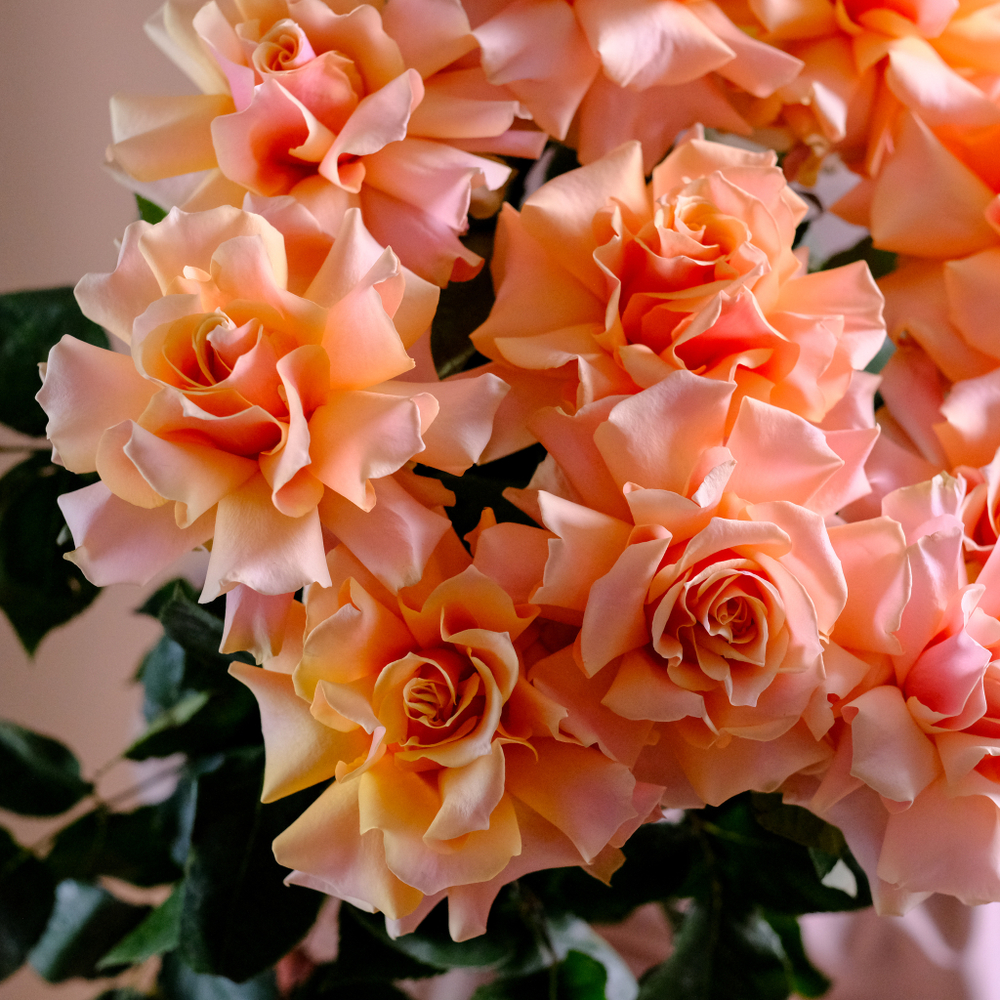 Розы французские Amaretto от 9шт