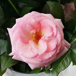 Розы пионовидные Pink O'Hara от 9шт