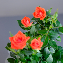 Роза "Кордана" морковная