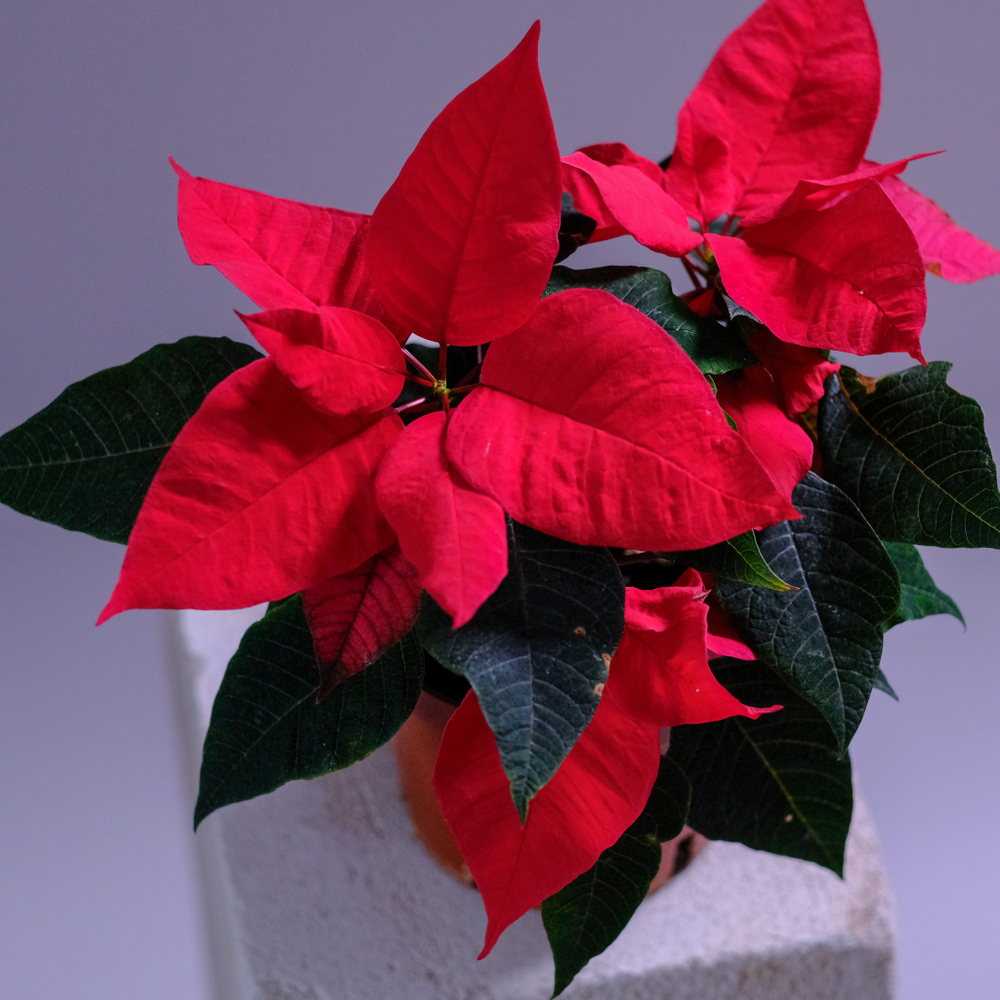 Новогодний цветок "Рождественская звезда"