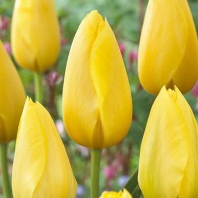 Букеты с тюльпанами