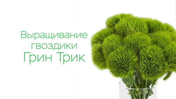 Выращивание гвоздики Грин Трик Выращивание гвоздики Грин Трик