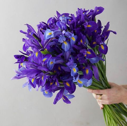 Ирис синий, банч