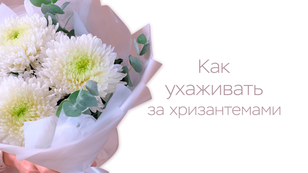 Как ухаживать за хризантемами?