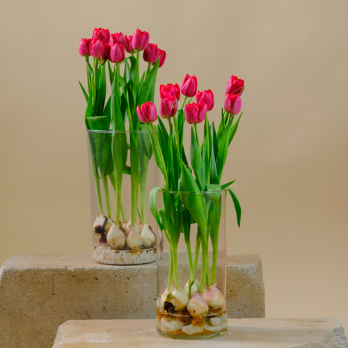 Купить Тюльпаны с луковицами в вазе