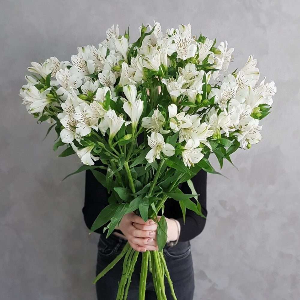 Альстромерия белая, банч