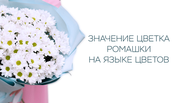 Значение цветка ромашки на языке цветов