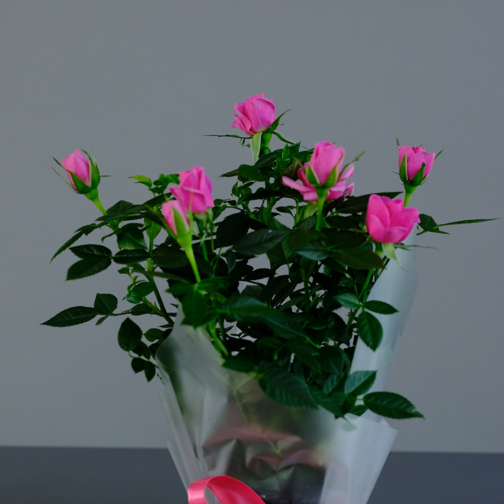 Роза "Кордана" розовая