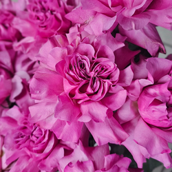 Нежный букет французских роз #123