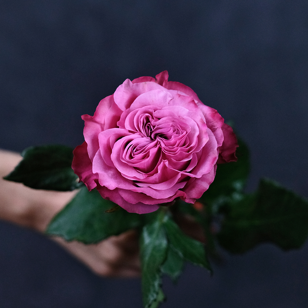 Розы пионовидные Country Blues