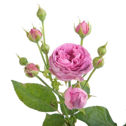 Букет 19 пионовидных роз Misty Bubbles