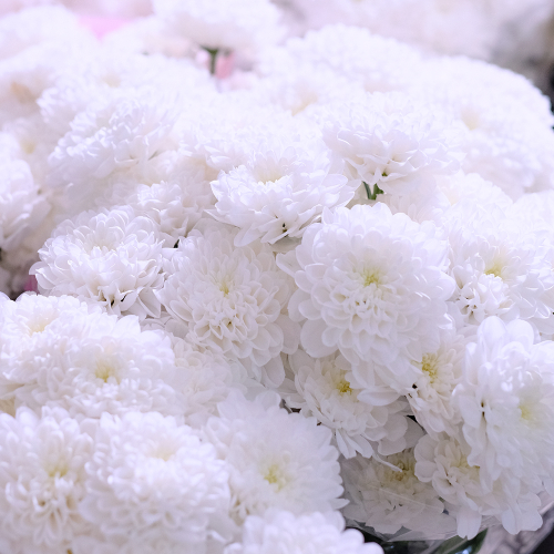 Купить Хризантемы кустовые Altaj